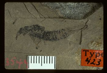 Media type: image;   Entomology PALE-423 Aspect: full